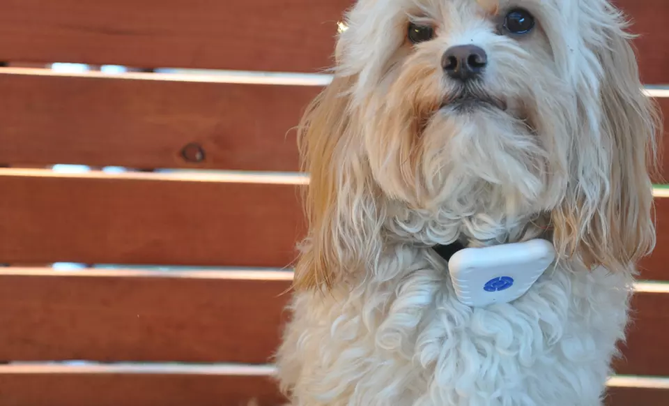 Ultrasonic Antibark Dog Collar. Free Returns. - Primary Image