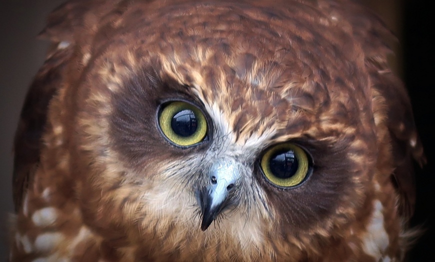 Image 2: Up to 41% Off on Falconry - Recreational at The North Somerset Bird Of Prey Centre