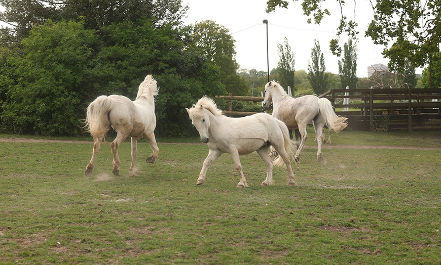 Image 5: Intensive Horse Riding Course