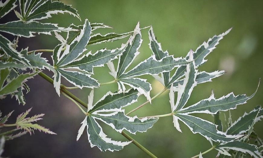 Image 2: Variegated Japanese Maples