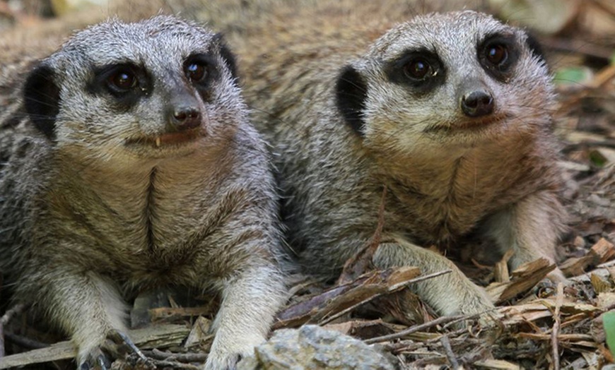 Image 1: Meerkat Experience for Two