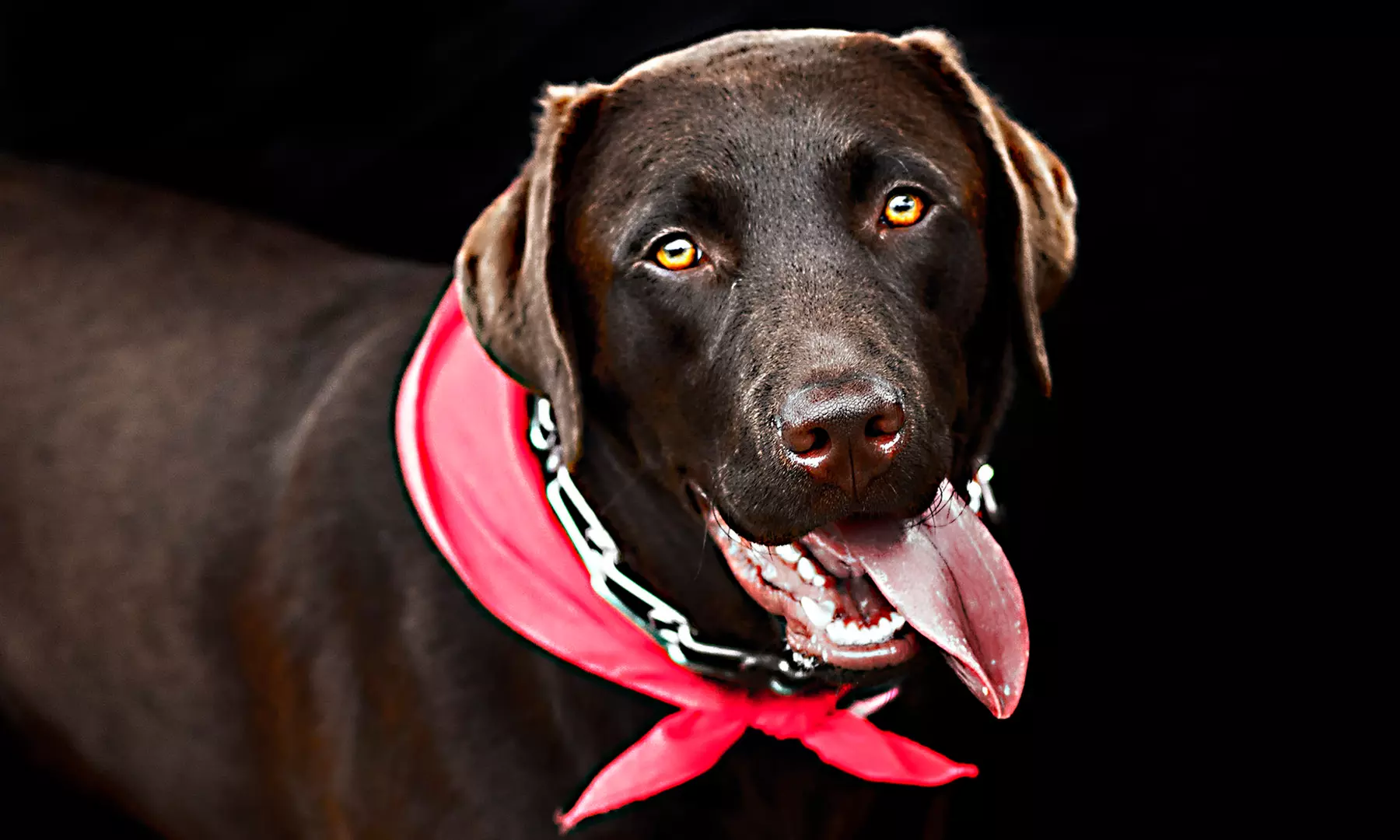 60-Minute Pet Photo Shoot from Fur Photos (71% Off) - Primary Image
