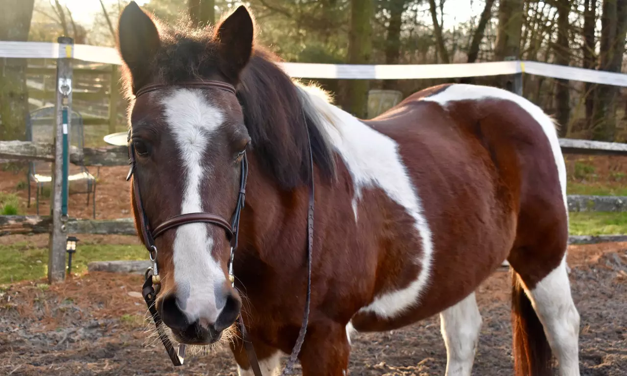 Up to 25% Off on Horse Back Riding at Rainbow Ridge Farm Equestrian Center - Primary Image