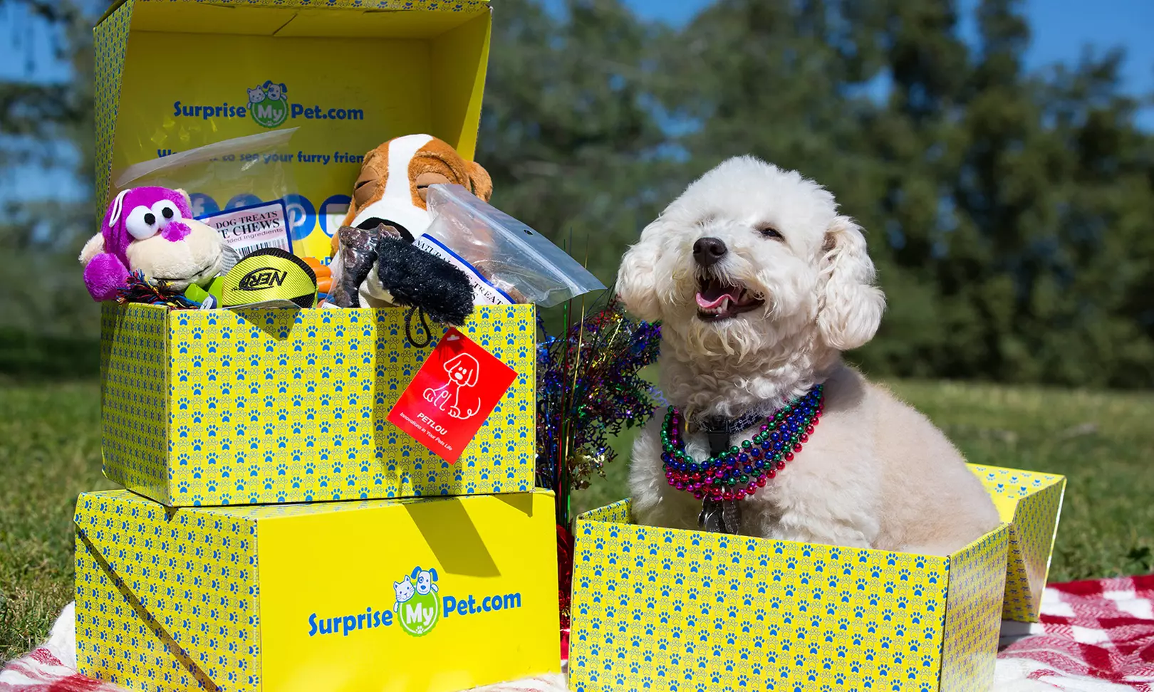 One Surprise My Pet Box (Up to 35% Off)  - Primary Image