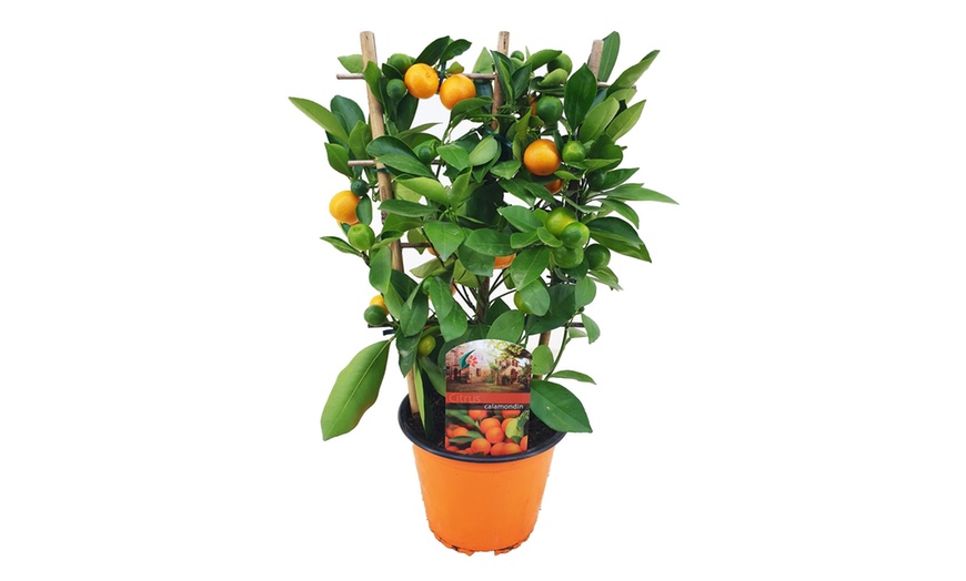 Image 3: 1 o 2 piante di mini-arancio Citrus Calamondin 