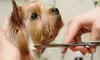 Four Days of Boarding or Grooming for a Small, Medium, or Large Dog at Pets with Attitudes (Up to 64% Off)