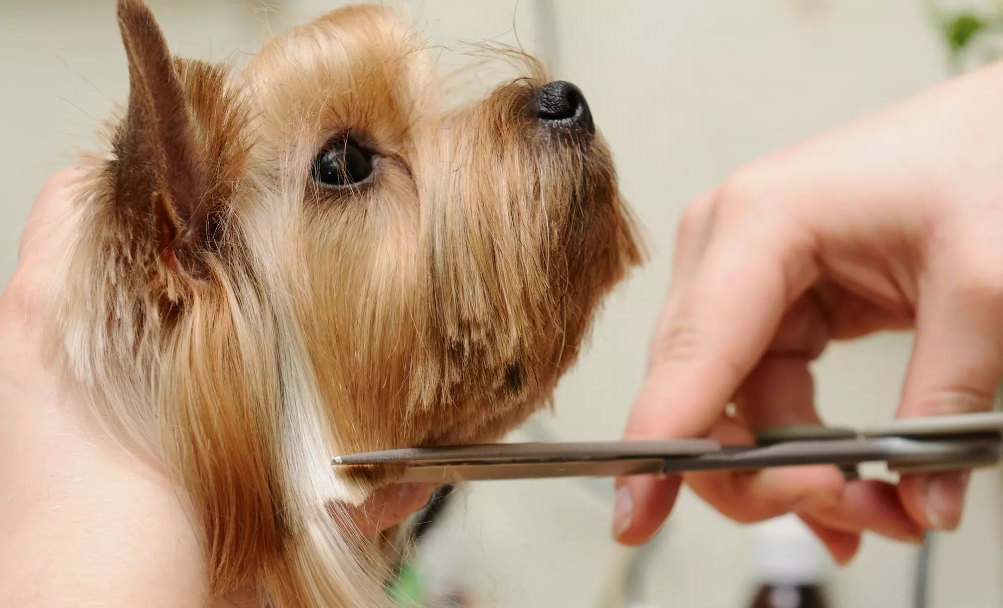 Four Days of Boarding or Grooming for a Small, Medium, or Large Dog at Pets with Attitudes (Up to 64% Off) - Primary Image