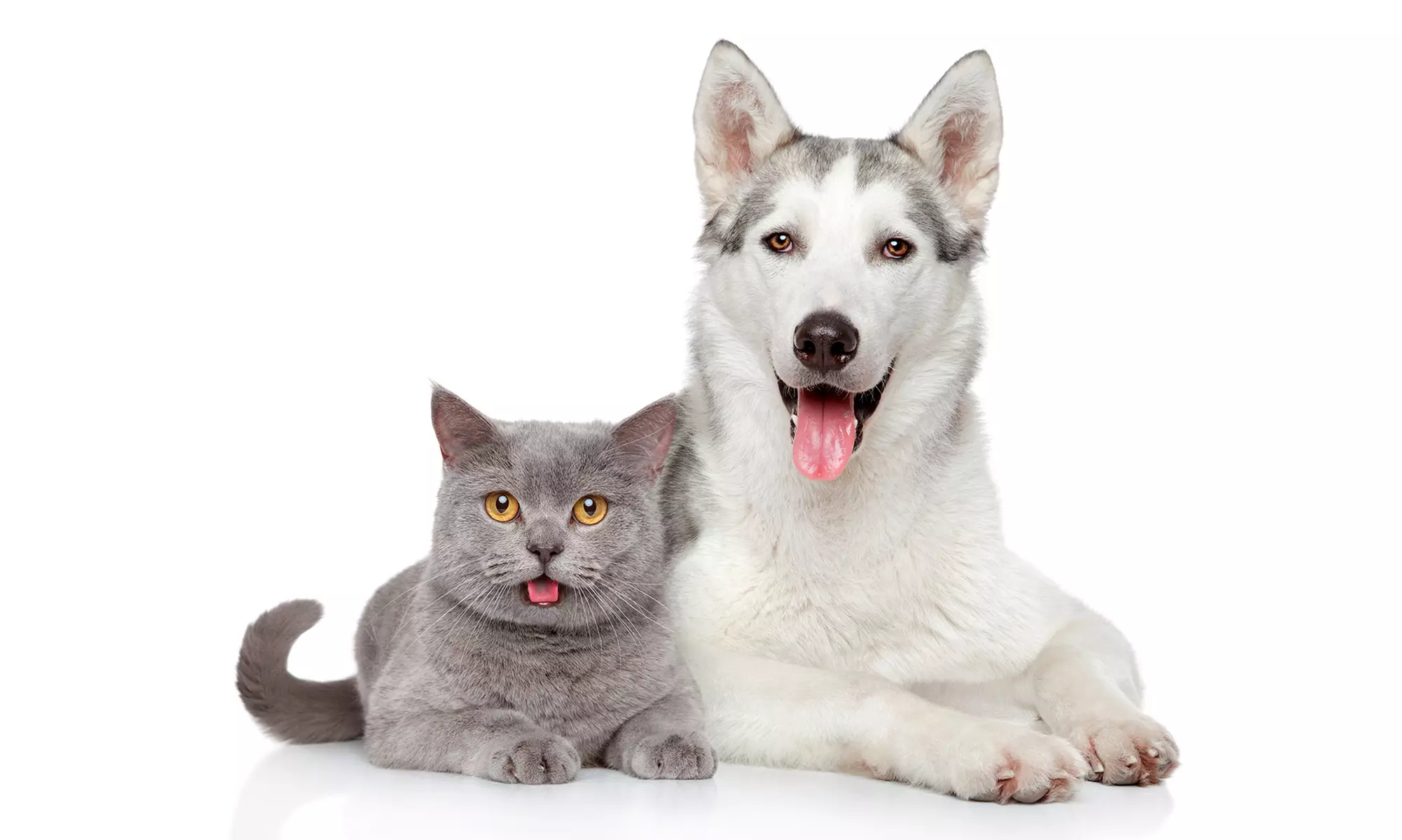$26 for Annual Pet Physical Exam and Office Visit at Best Friends Veterinary Hospital ($52.50 Value) - Primary Image