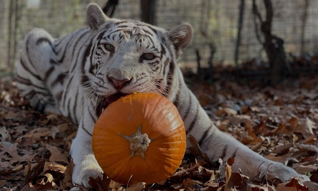 What to expect media