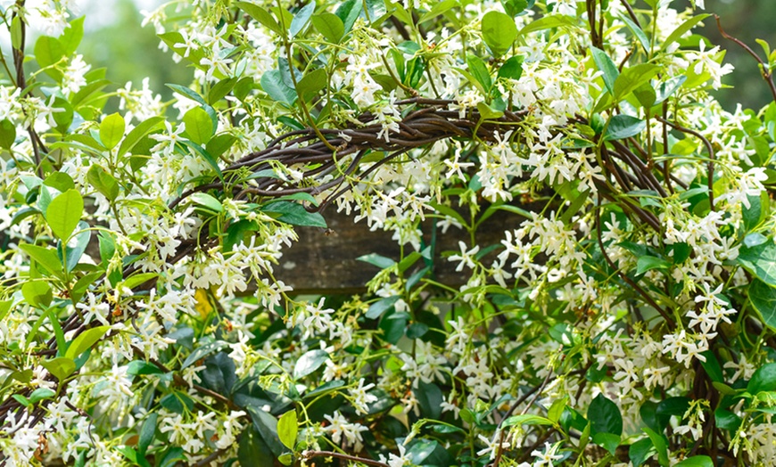 Image 2: One or Two Climbing Scented Star Jasmine Plants