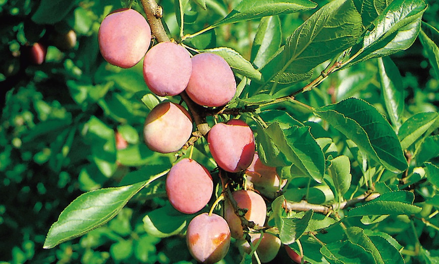 Image 6: Fruitbomen voor in de tuin van Rootz