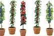 Dwarf Patio Pillar Fruit Trees Mini Orchard from £17.99 - Second Medium
