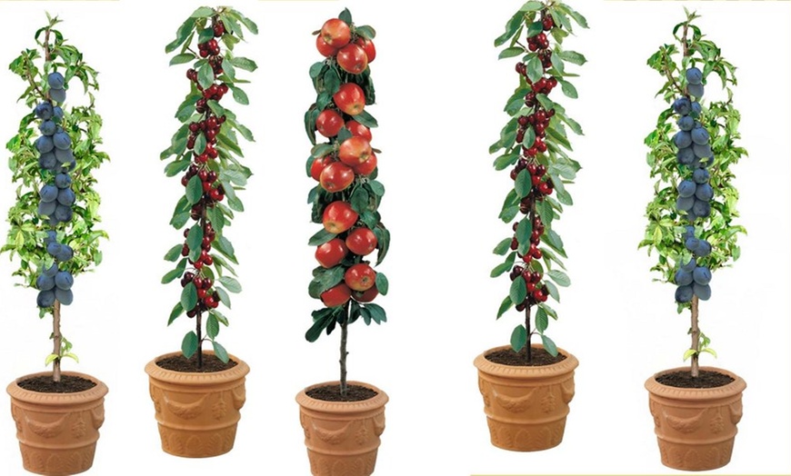 Image 2: Patio Pillar Fruit Trees