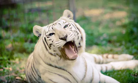 $14 for the Big Cat Tour at Big Cat Rescue (Up to $29 Value) - Primary Image