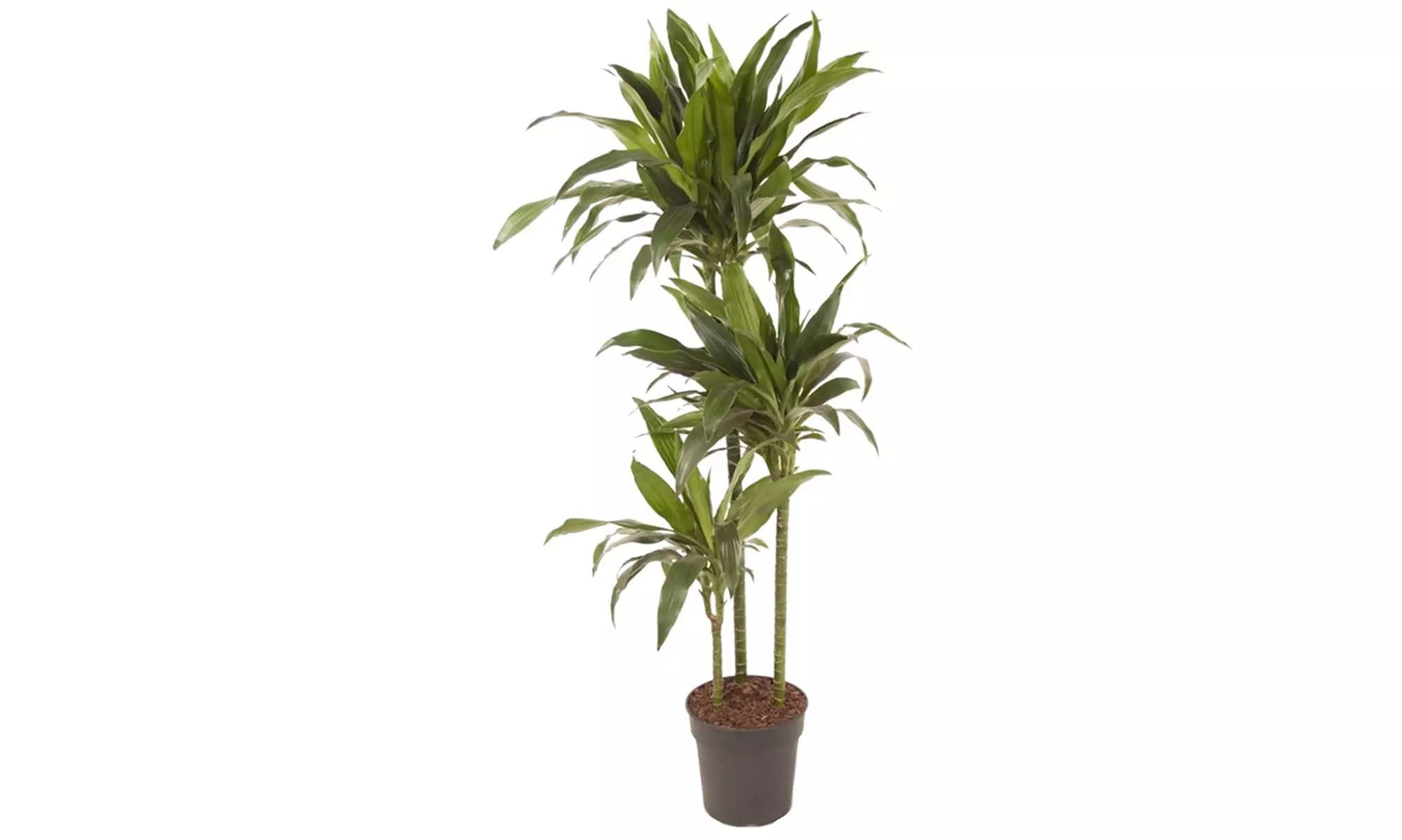 Drachenbaum 'Janet Craig' "Dracaena fragrans" - Second Medium