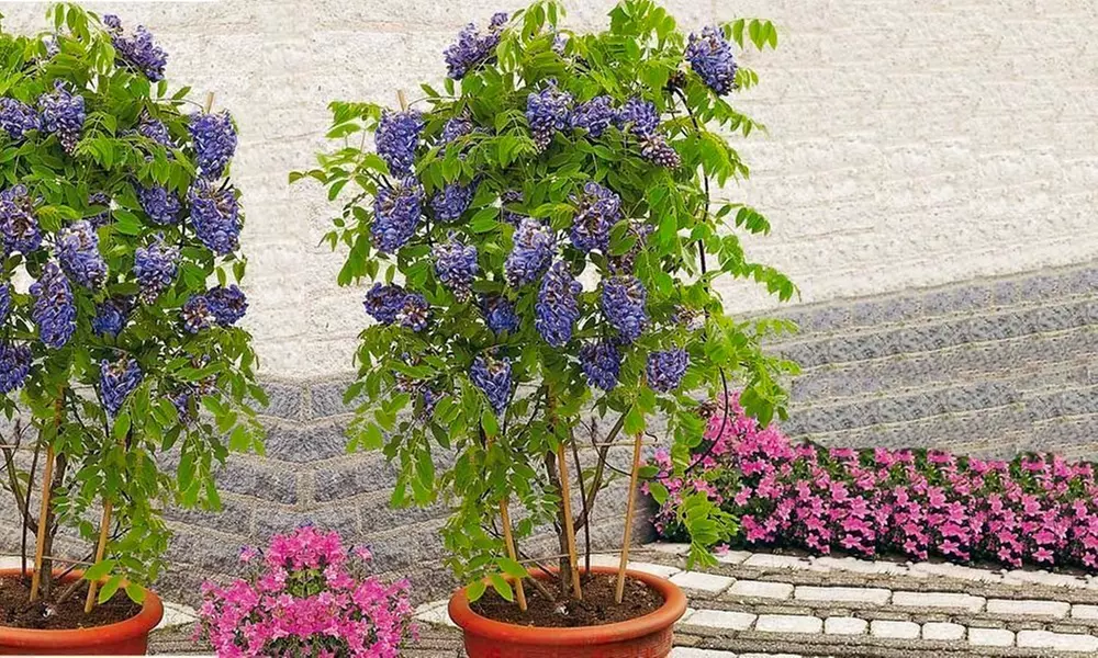 Wisteria Frutescens 'Amethyst Falls' Plant for £19.99 With Free Delivery (50% Off) - Primary Image