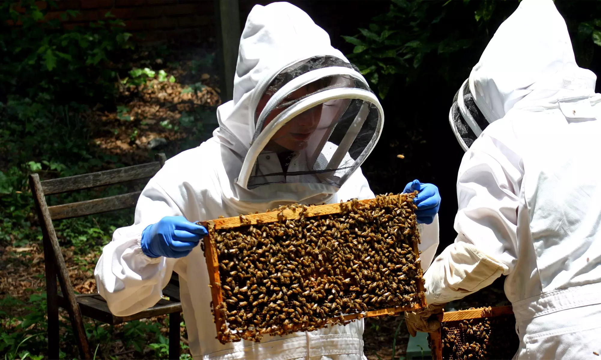 Explore a Beehive and Taste Its Honey with a Master Beekeeper - Primary Image