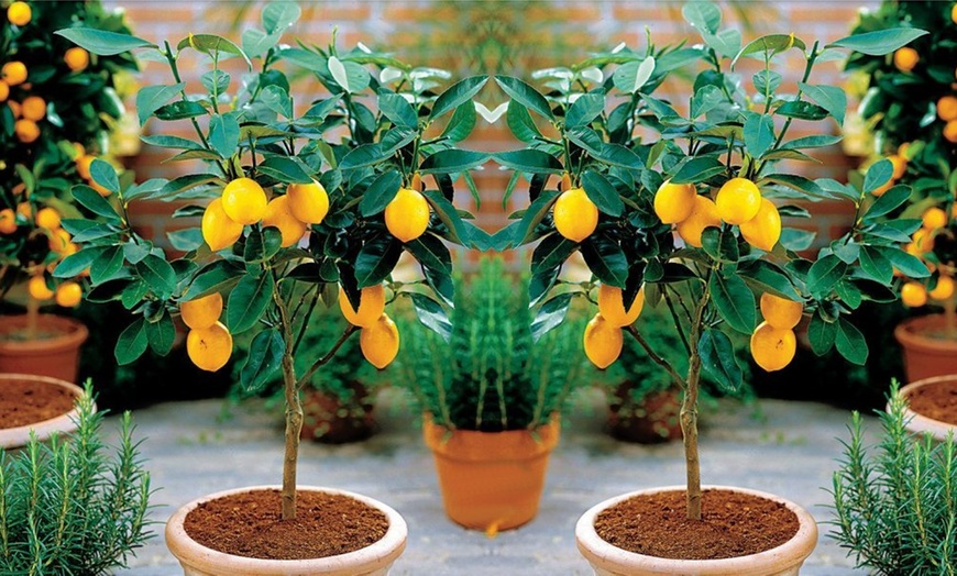 Image 1: One Lemon or Orange Tree