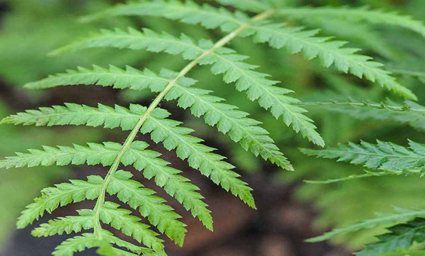 Image 3: Australian Tree Fern in 2L Pot
