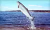 Eight-Hour Guided Salmon-Fishing Trip for Two or Four from A Better Catch Guide Service (Up to 60% Off)