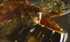 $20 for $40 Worth of Grill Fare at Woodfire Kirby's