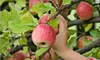 One, Three, or Five Live Fruit Trees with Delivery and Planting from Fruit Trees to Go (Up to 63% Off)