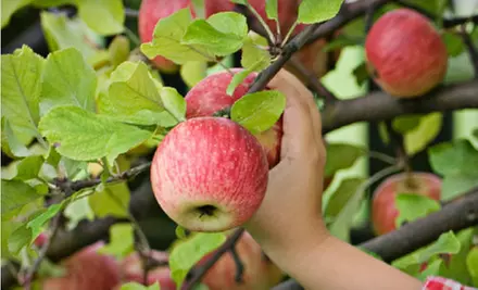 One, Three, or Five Live Fruit Trees with Delivery and Planting from Fruit Trees to Go (Up to 63% Off) - Primary Image
