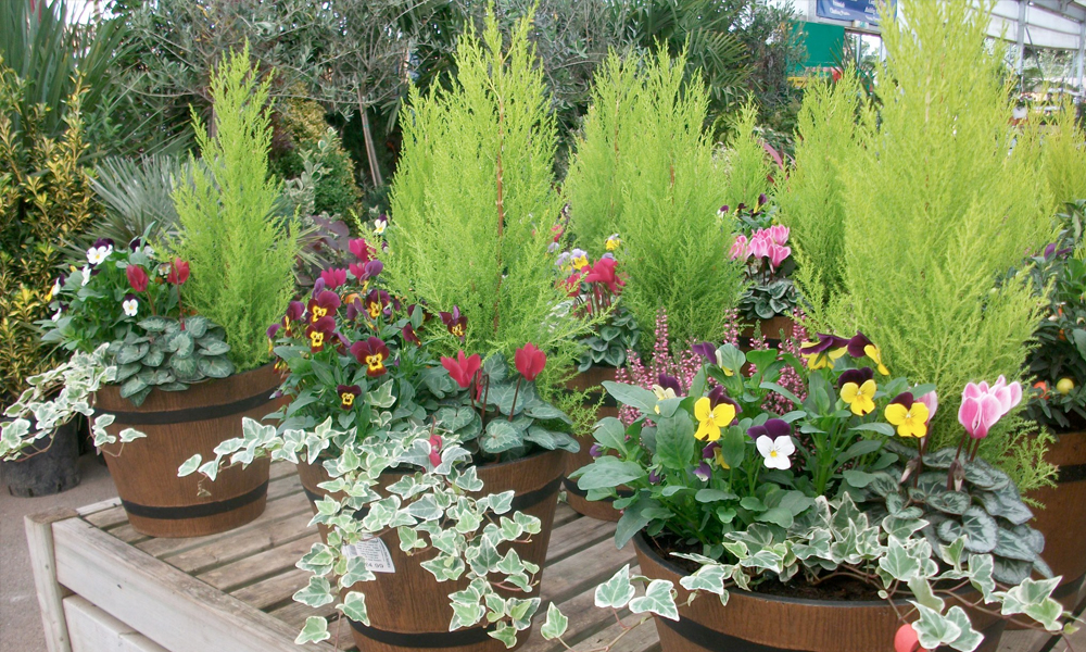Carpenders Park Garden Centre in Watford, HERTFORDSHIRE | Groupon