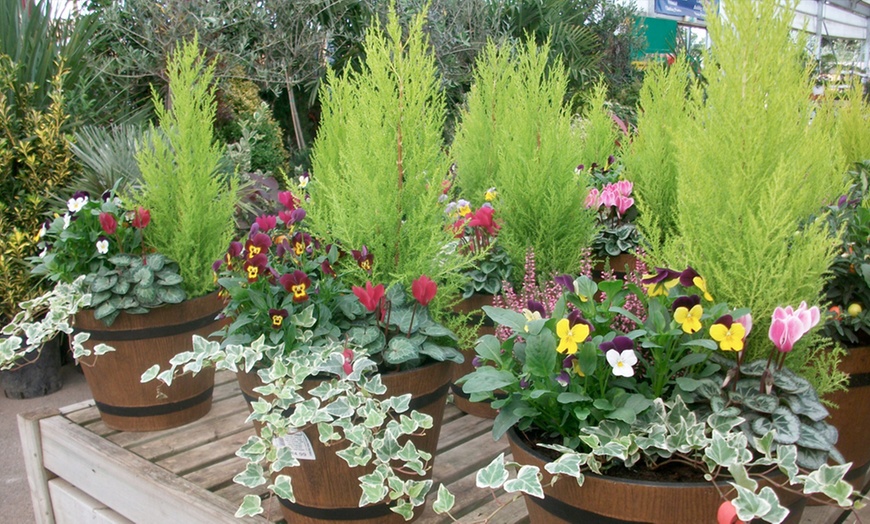 Image 3: £40 Towards Plant Products