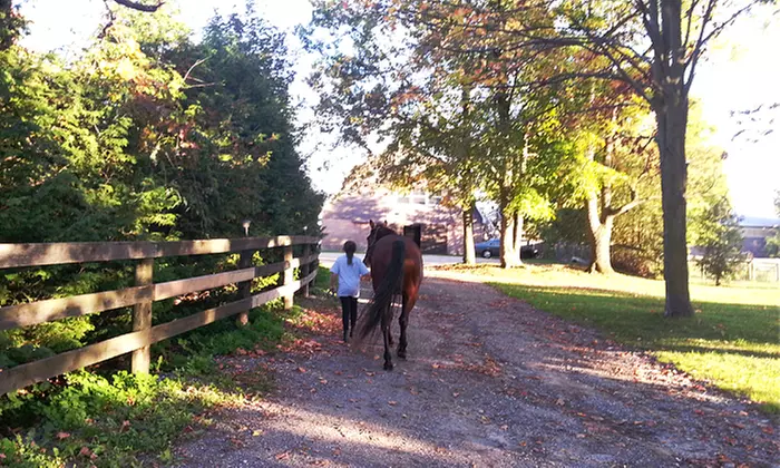Four or Eight Beginners' Horseback-Riding Lessons at Fire Fly Stables (Up to 63% Off) - Primary Image