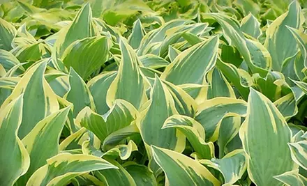 $20 for $40 Worth of Perennials at Blanchette Gardens in Carlisle - Primary Image