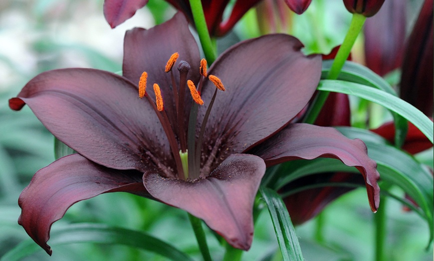 Image 2: 10 Bulbs of 'Black Pearl' Lilies