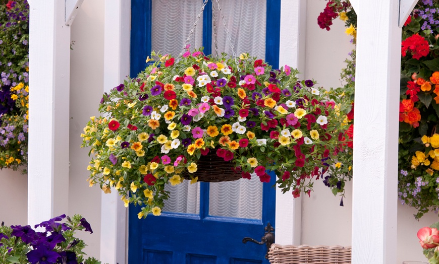 Image 4: Mini Petunia Mix 72 or 144 Plants