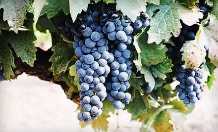 $37 for a Three-Month Membership to Wine of the Month Club from Evolution Wines & Spirits ($75 Value) - Primary Image