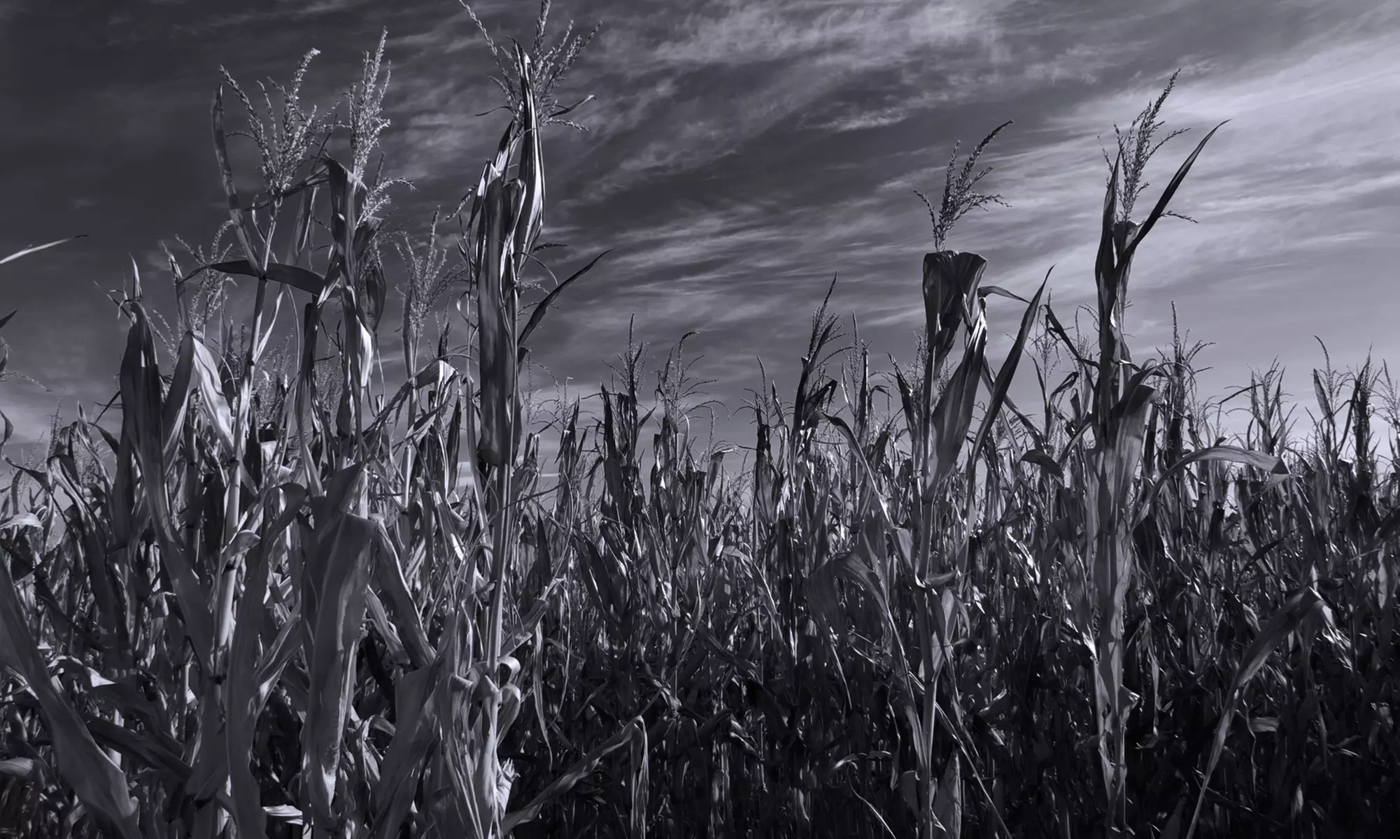Moonlight Combo Admission for One, Two, Four, or Six to Heap's Haunted Corn Maze (Up to 52% Off) - Primary Image