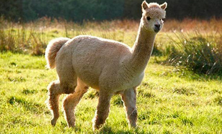 Image 3: The Alpaca Park