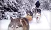 30- or 60-Minute Dog-Sled Tours for a Child or Adult from Where Spirits Walk in North Pole (Up to 56% Off)