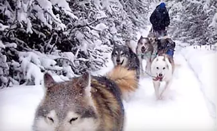 30- or 60-Minute Dog-Sled Tours for a Child or Adult from Where Spirits Walk in North Pole (Up to 56% Off) - Primary Image