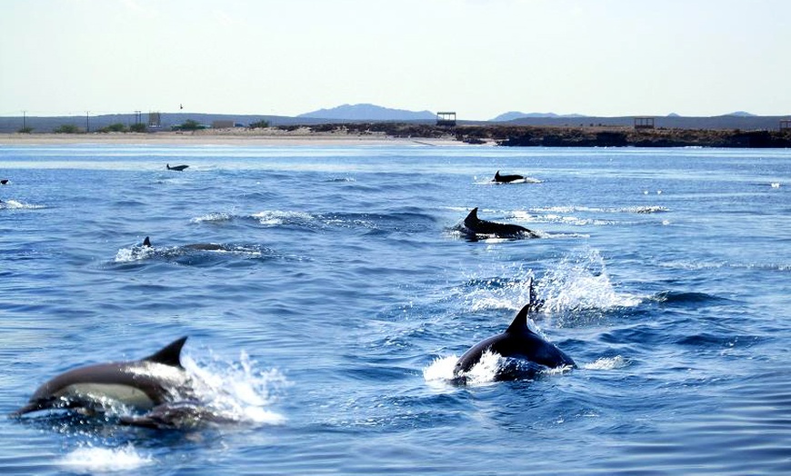 Image 2: Oman Beach Resort