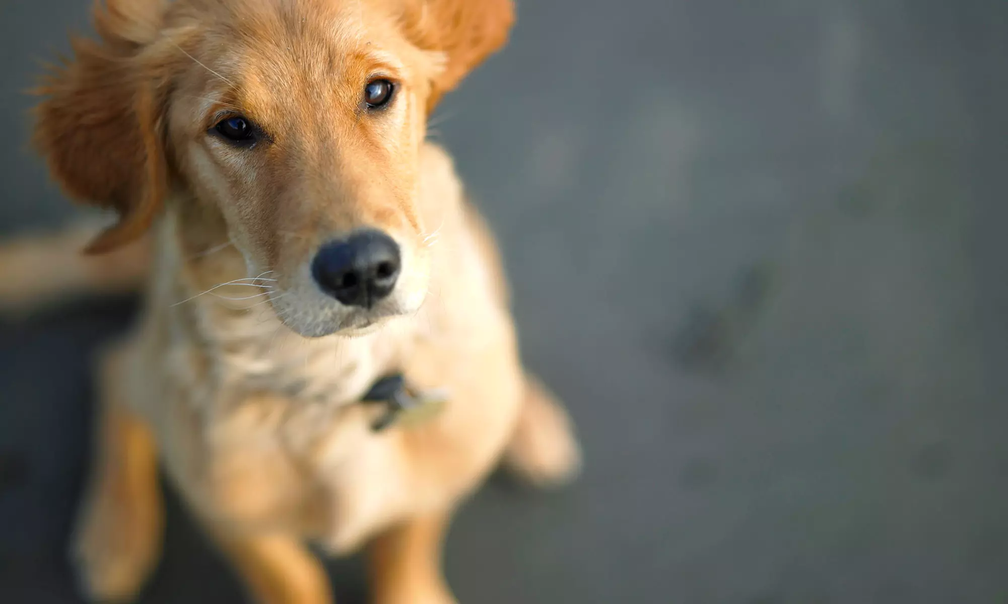 One or Five Four-Hour Mobile Dog Daycare Sessions from wooftidoo Pet Services (58% Off) - Primary Image