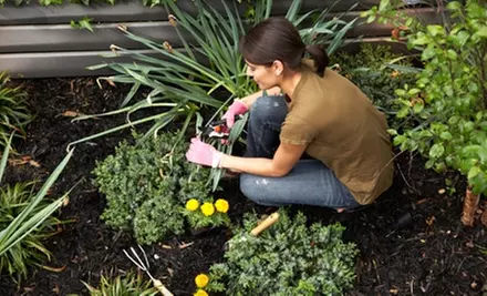 $20 for $40 Worth of Plants, Flowers, Garden Accessories, and More at McDonnell Horticulture Inc. in Cameron - Primary Image