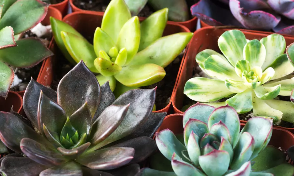 9- or 12-Pack of 2" Succulent Plants - Primary Image