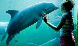 Entreeticket Dolfinarium 