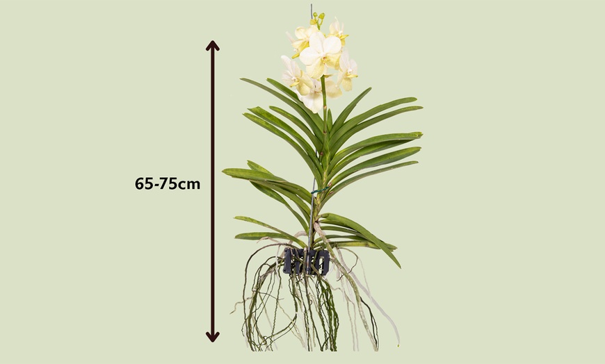 Image 13: Orquídeas Vanda XL Rootz