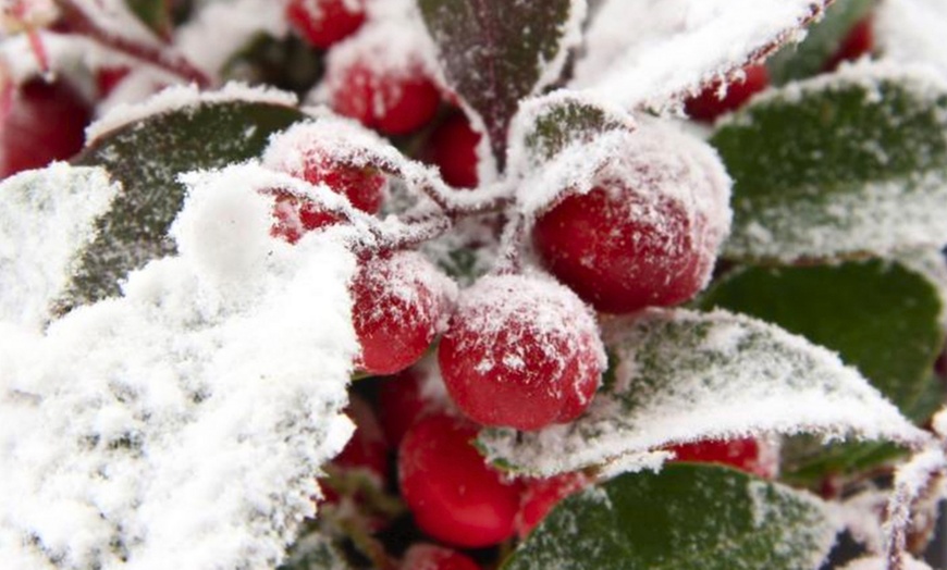 Image 5: Pack de 6 plantes avec baies rouges 