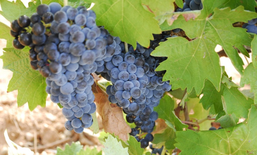 Image 5: Visita guiada o especial catas en Bodegas y viñedos Volver