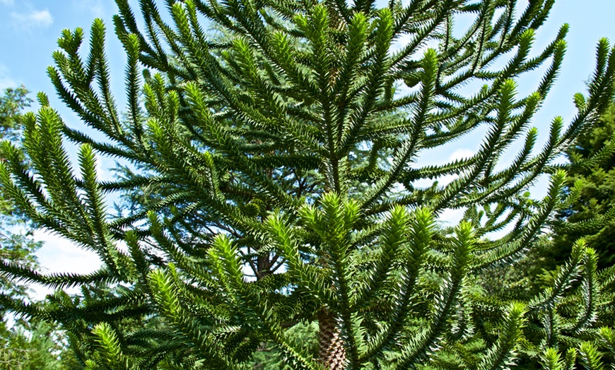 Image 5: Monkey Puzzle Tree Plant