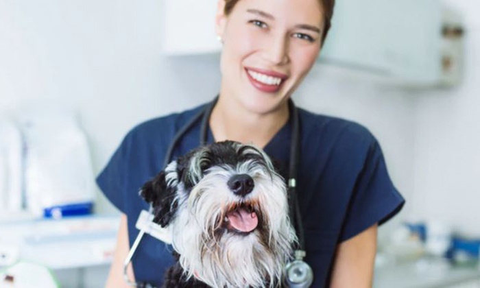 Formation Assistant Vétérinaire avec Holly and Hugo