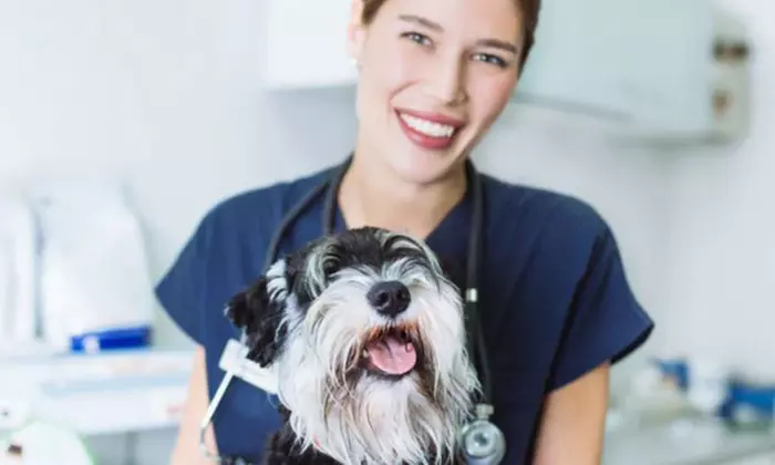 Formation en ligne d'Assistant Vétérinaire avec Holly and Hugo (93%de réduction) - Primary Image