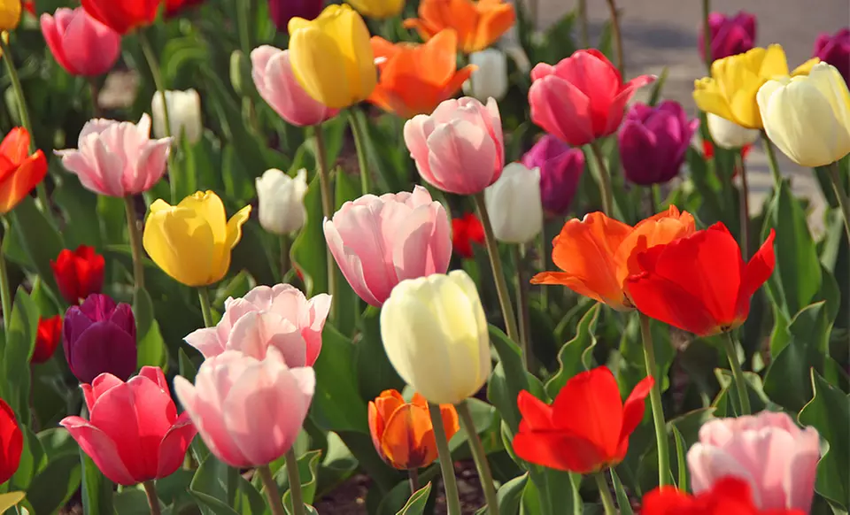 Rainbow Mixed Tulip Bulbs Direct from Holland (50 Bulbs) - Second Medium